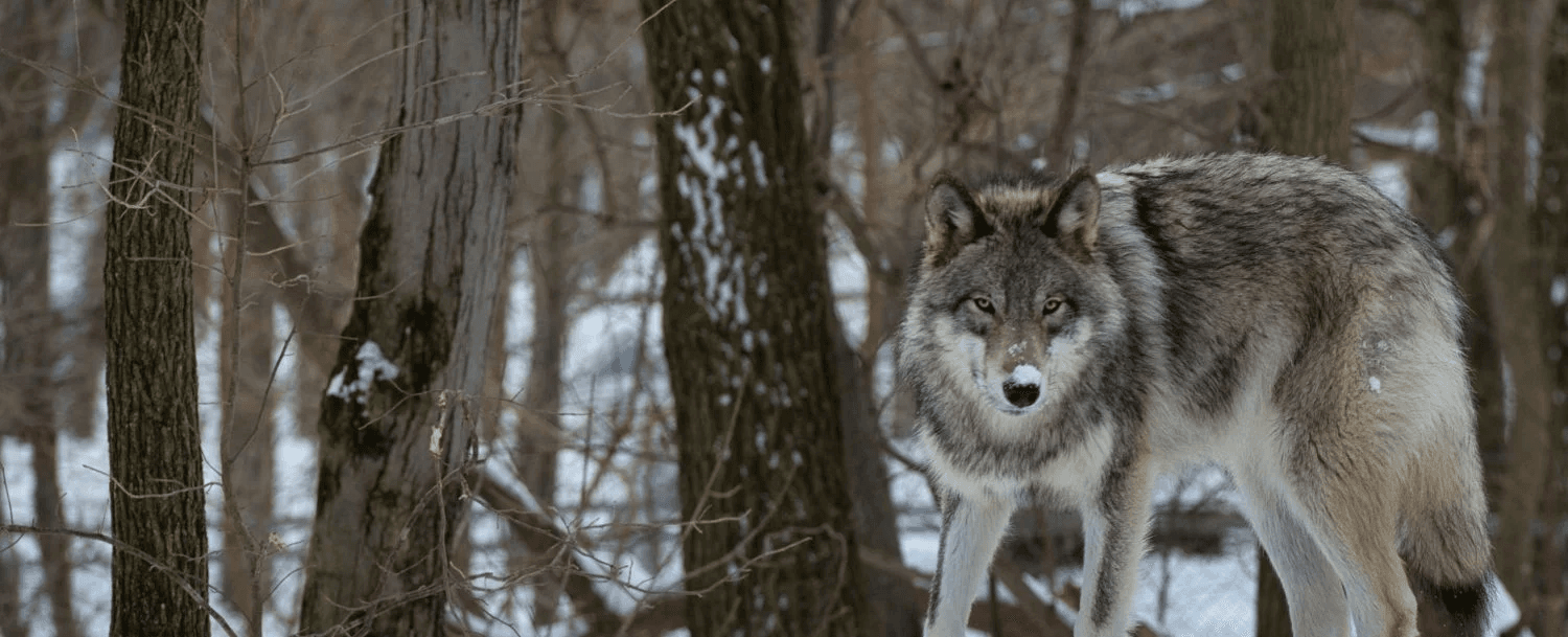 A wolf stands alert among trees in a snowy landscape.