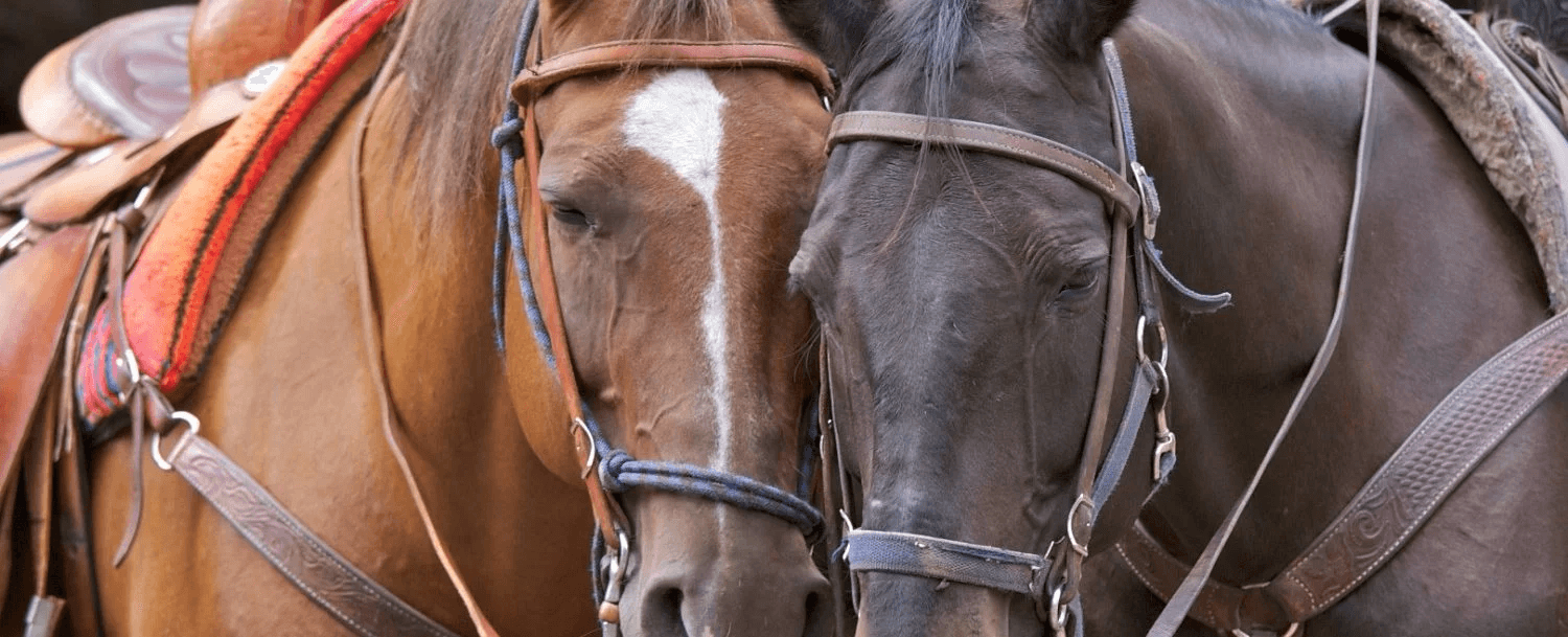 Two horses gently touching their heads together while saddled.