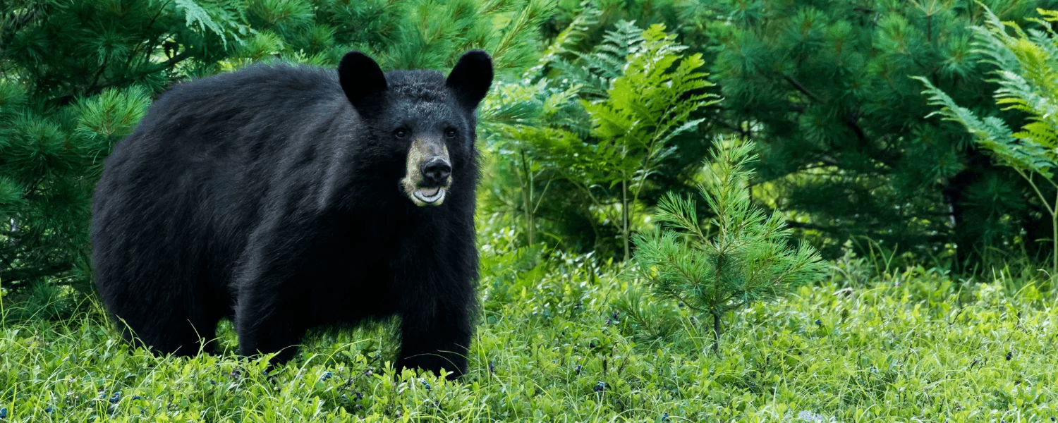 A black bear stands amidst lush green foliage.