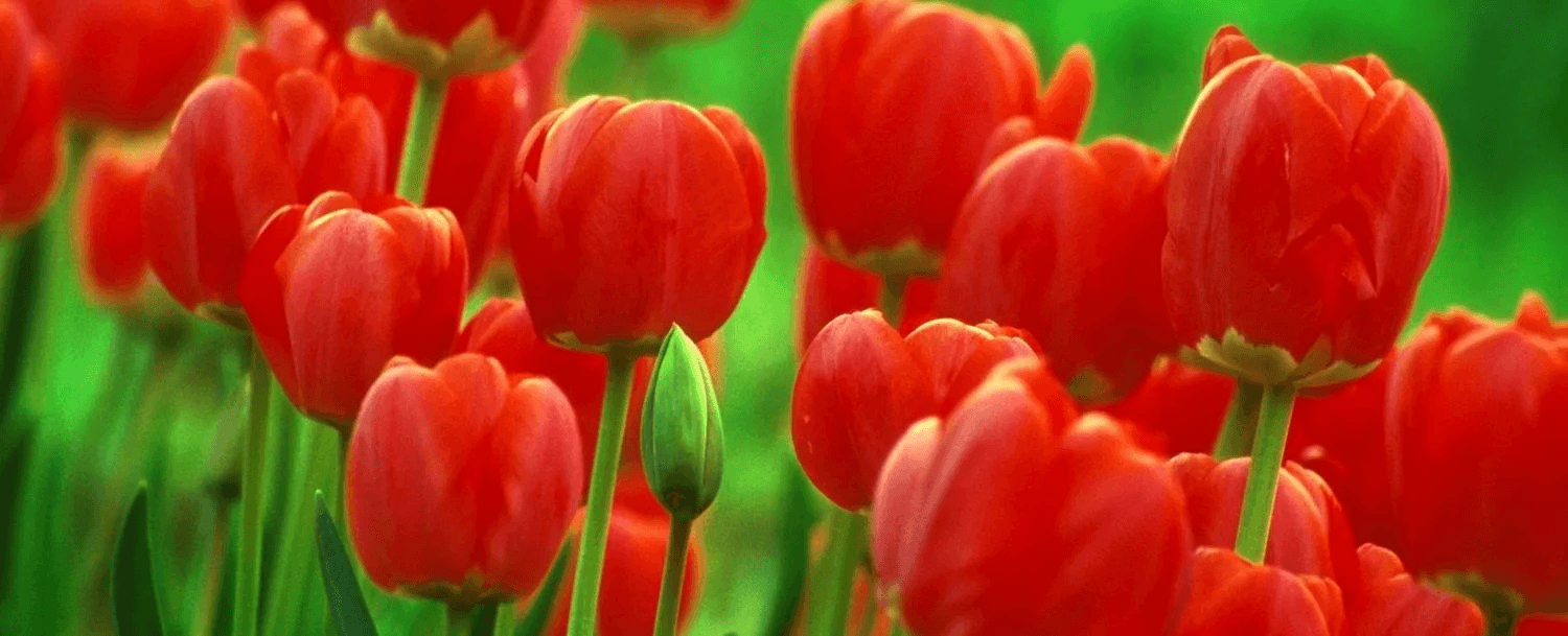 A close-up of vibrant red tulips in a green field.