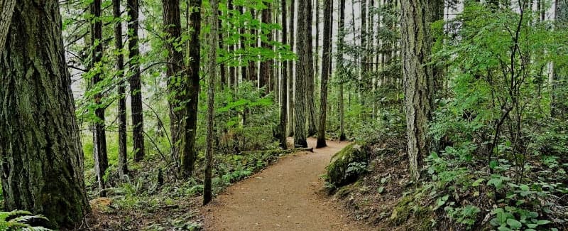 A winding dirt path through tall wooded trees